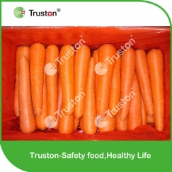 Fresh Carrot from China