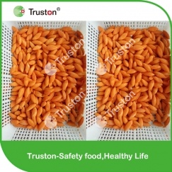 IQF frozen carrot in olive shape